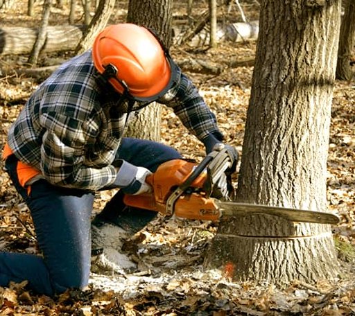 Tree Removal in Eufaula, OK